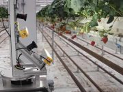 Taste of Success: Zordi Plants AI and Robotics to Grow Flavorful Strawberries Indoors