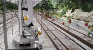 Taste of Success: Zordi Plants AI and Robotics to Grow Flavorful Strawberries Indoors