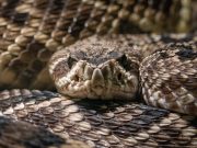 AI-Designed Proteins Take on Deadly Snake Venom