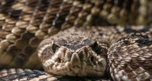 AI-Designed Proteins Take on Deadly Snake Venom