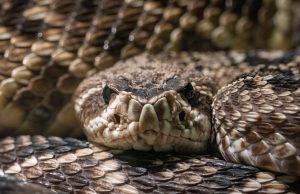 AI-Designed Proteins Take on Deadly Snake Venom