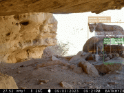 Animals Crossing: AI Helps Protect Wildlife Across the Globe