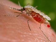 AI Bites Back: Researchers Develop Model to Detect Malaria Amid Venezuelan Gold Rush