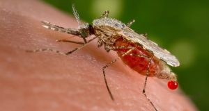 AI Bites Back: Researchers Develop Model to Detect Malaria Amid Venezuelan Gold Rush
