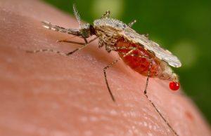 AI Bites Back: Researchers Develop Model to Detect Malaria Amid Venezuelan Gold Rush