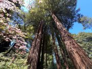 Keeping AI on the Planet: NVIDIA Technologies Make Every Day About Earth Day