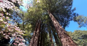 Keeping AI on the Planet: NVIDIA Technologies Make Every Day About Earth Day