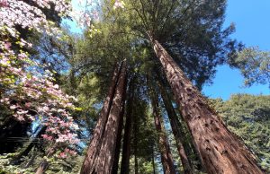 Keeping AI on the Planet: NVIDIA Technologies Make Every Day About Earth Day